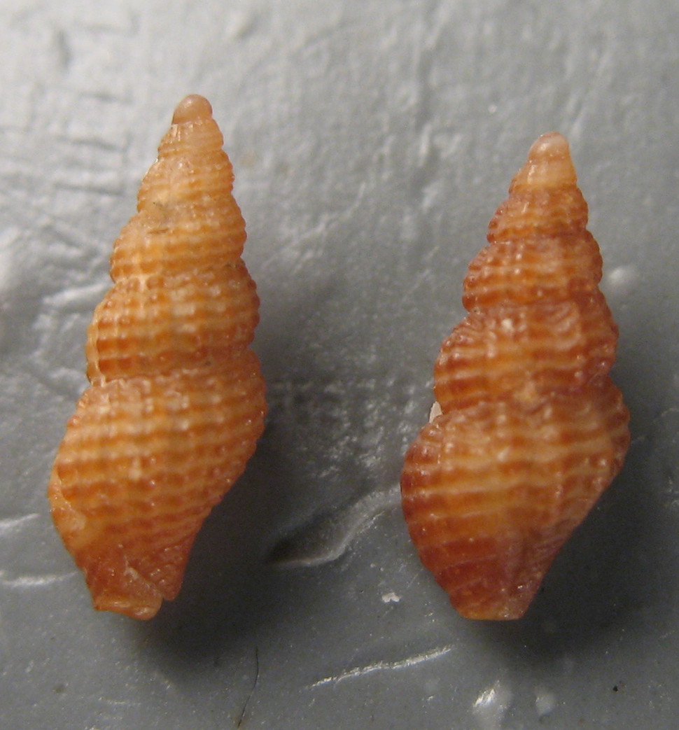 Famiglia Buccinidae: il genere Chauvetia